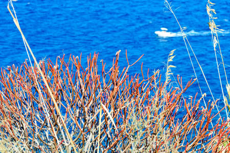 Red shrub typical of the mediterranean area found in the coast of Sicily in the Zingaro Natural reserveの写真素材