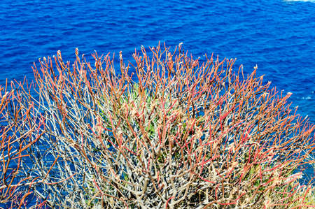 Red shrub typical of the mediterranean area found in the coast of Sicily in the Zingaro Natural...