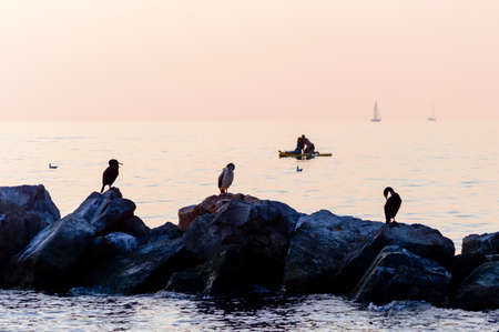 Sunset at Barcola (Trieste, Italy) seafront, three cormorants on the rocks and a couple paddling in the backgroundの写真素材