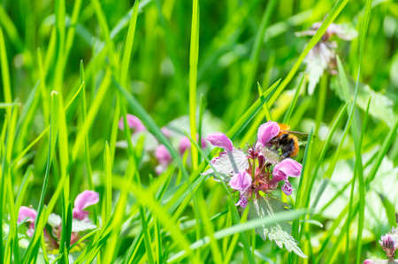 Little bee on a flower in a woodland in spring time