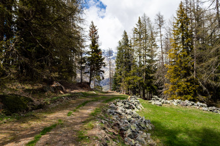 Hiking in the shade of the trees along the Ru Courtaud a wonderful route in Valle D'Aosta at the foot of monte rosaの写真素材