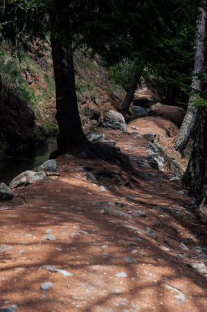 Hiking in the shade of the trees along the Ru Courtaud a wonderful route in Valle D'Aosta at the foot of monte rosaの写真素材