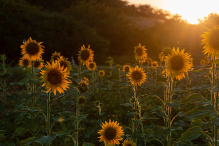 Sunflower field at sunset time in the countryside of Tuscany, Italyの写真素材