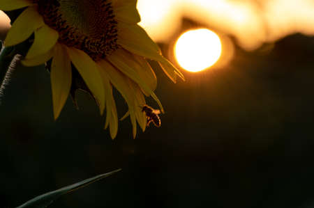 Sunflower field at sunset time in the countryside of Tuscany, Italyの写真素材