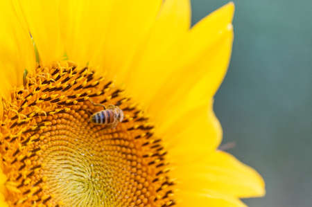 Detail of a sunflowerの写真素材