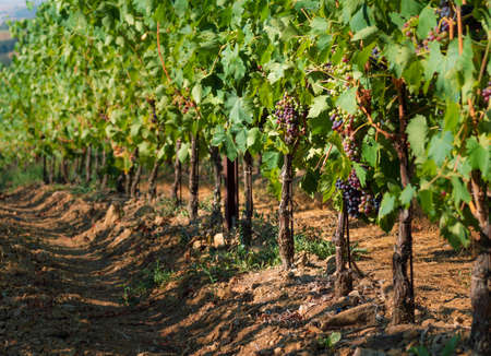 Vineyards agricultural field in Tuscany farmlands in Italyの写真素材
