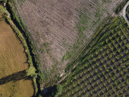 A vertical drone shot over Parco Ticino reveals a striking contrast between the precise geometry of...