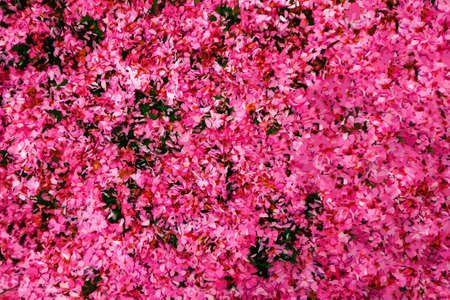 Petals of sakura on the ground background vectorのイラスト素材