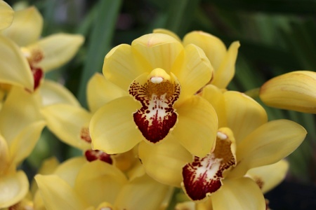 Yellow orchidの素材