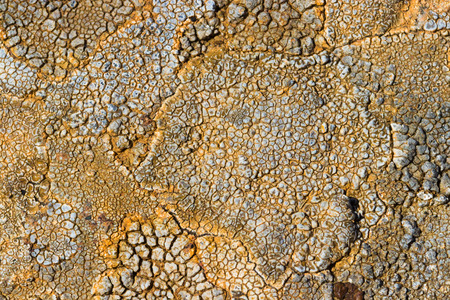 The surface texture on the sea stone. Dried cracked growths on the stones.の写真素材