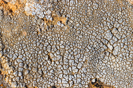 The surface texture on the sea stone. Dried cracked growths on the stones.の写真素材
