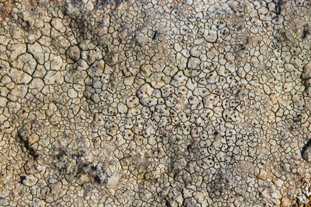 The surface texture on the sea stone. Dried cracked growths on the stones.の写真素材