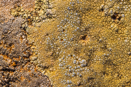 The surface texture on the sea stone. Dried cracked growths on the stones.の写真素材