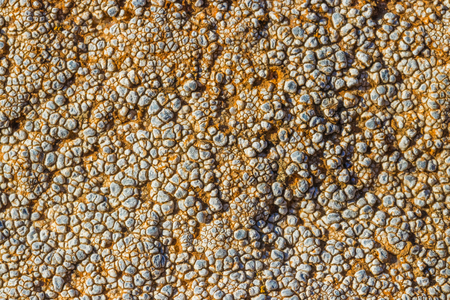 The surface texture on the sea stone. Dried cracked growths on the stones.の写真素材