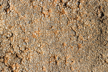 The surface texture on the sea stone. Dried cracked growths on the stones.の写真素材