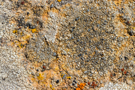 The surface texture on the sea stone. Dried cracked growths on the stones.の写真素材