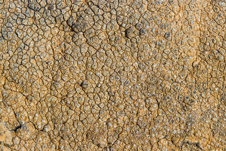The surface texture on the sea stone. Dried cracked growths on the stones.の写真素材