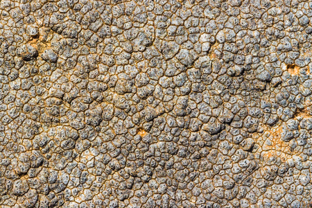 The surface texture on the sea stone. Dried cracked growths on the stones.の写真素材