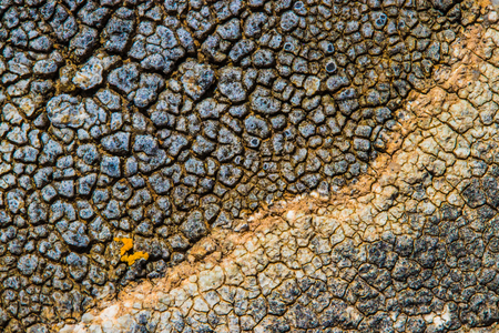 The surface texture on the sea stone. Dried cracked growths on the stones.の写真素材