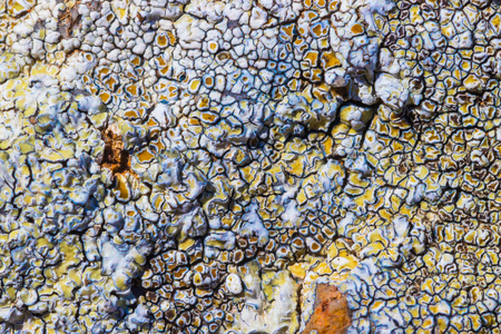 The surface texture on the sea stone. Dried cracked growths on the stones.の写真素材