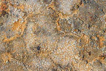 The surface texture on the sea stone. Dried cracked growths on the stones.の写真素材