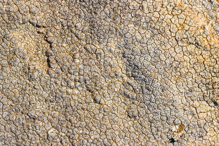 The surface texture on the sea stone. Dried cracked growths on the stones.の写真素材