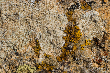 The surface texture on the sea stone. Dried cracked growths on the stones.の写真素材
