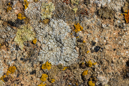 The surface texture on the sea stone. Dried cracked growths on the stones.の写真素材