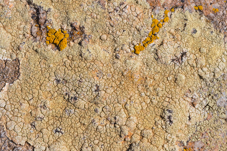 The surface texture on the sea stone. Dried cracked growths on the stones.の写真素材