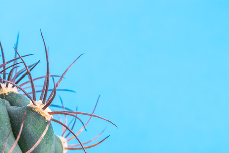 A fragment of cactus on a blue background. Copy space.の写真素材