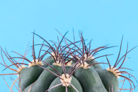 A fragment of cactus on a blue background. Copy space.の写真素材