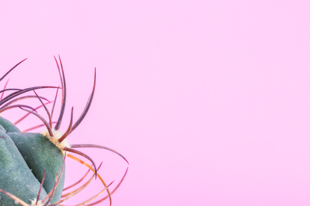 A fragment of cactus on a pink background. Copy space.の写真素材