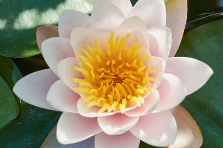 water lily in the pondの写真素材