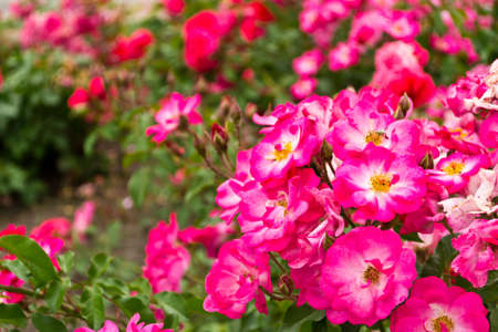 tea roseの写真素材