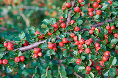 red berries and green leaves on a branchの写真素材