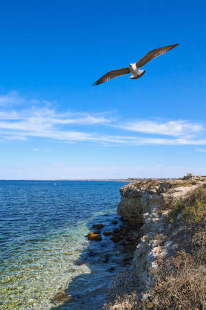 seagull over rocky shoreの写真素材