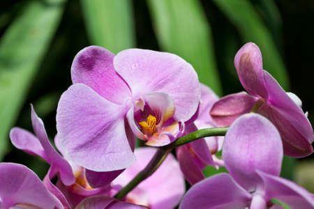 close-up of fresh pink orchidsの写真素材