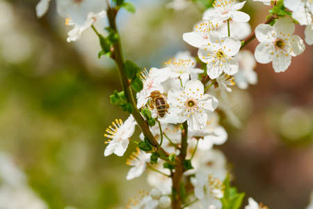 bee on cherry blossom