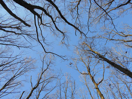 Crones of autumn trees fallen leaves on a background of blue sky