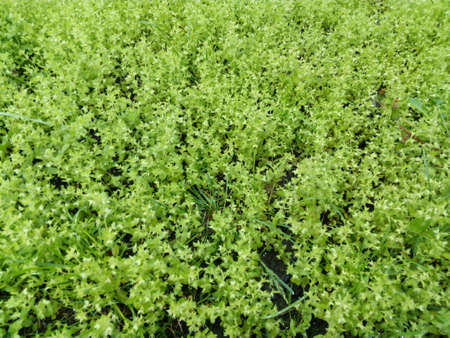 Glade with a young green grass closeup