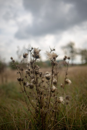 A close-up of a dried thistle plant in a field, with a blurred background of grass and a cloudy sky.の写真素材