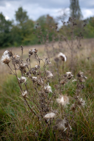 Close-up of withered thistles in a field, capturing their delicate details against a blurred natural backdrop.の写真素材
