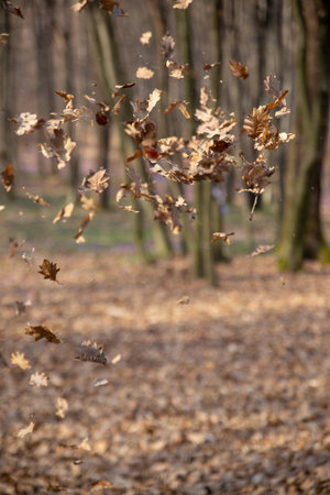 Dry oak leaves falling on the ground in a forestの写真素材