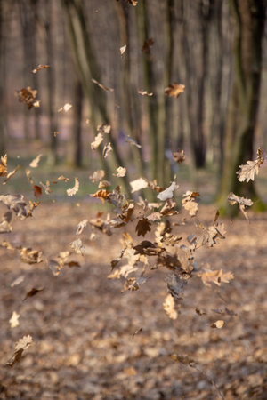 Falling autumn leaves drift through the air, creating a beautiful scene in the forest.の写真素材