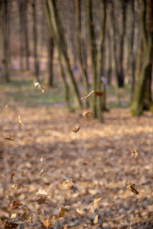 Autumn leaves falling in a sunlit forest creating a beautiful, serene scene.の写真素材