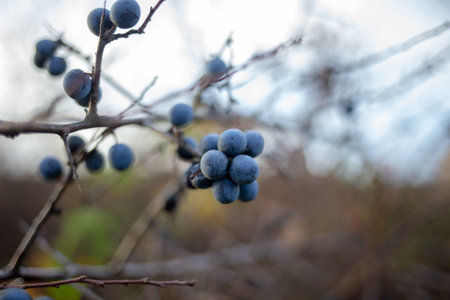 Blackthorn berries growing on a branch in autumnの写真素材