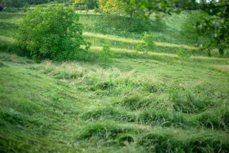 A vibrant green meadow with lush grass and a small tree, evoking a sense of tranquility and nature's beauty.の写真素材