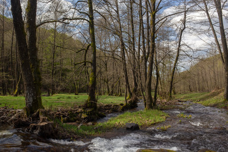 A serene landscape featuring a stream winding through a lush forest with bare trees under a partially cloudy sky, capturing a moment of natural beauty.の写真素材