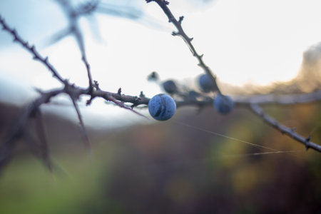 A close-up shot reveals a solitary blue berry on a thorny branch, softly blurred against a natural background.の写真素材