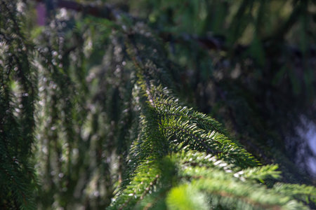A close-up of a vibrant green evergreen branch, the needles catching the sunlight with a soft,...